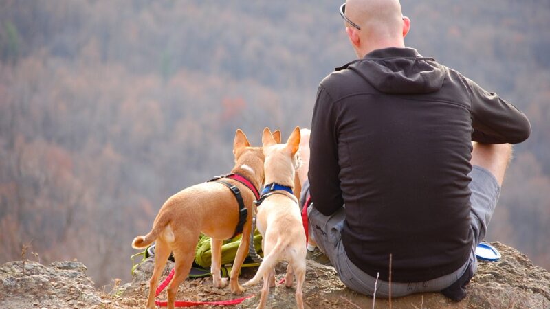 【犬連れキャンプ】必要な道具リストや注意したいポイントを解説 